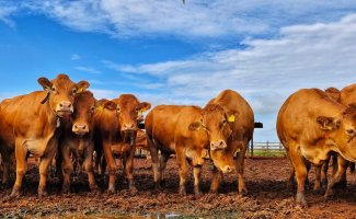 Cows gossiping