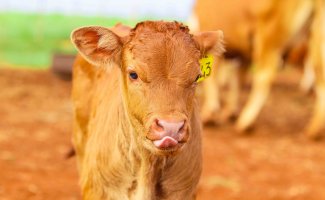 Calf