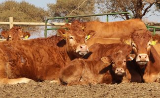Cows resting