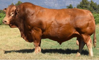 Herd Sire: LR1887 Zippo