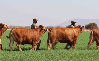 Bulls stroll